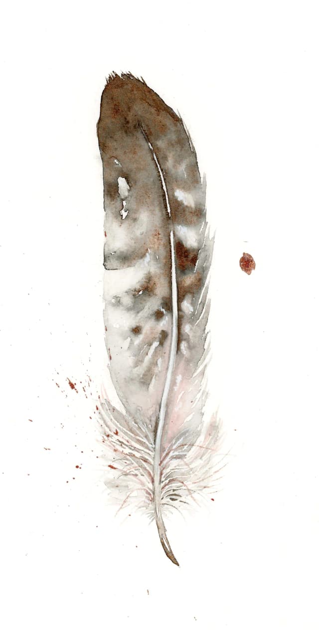 Gull — watercolor by Shayna Larsen