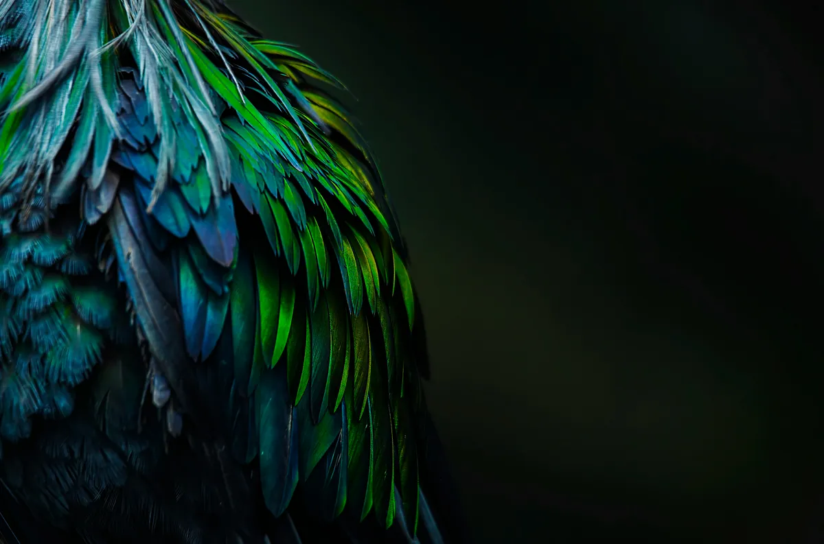Blue Green, hex #199EBD
