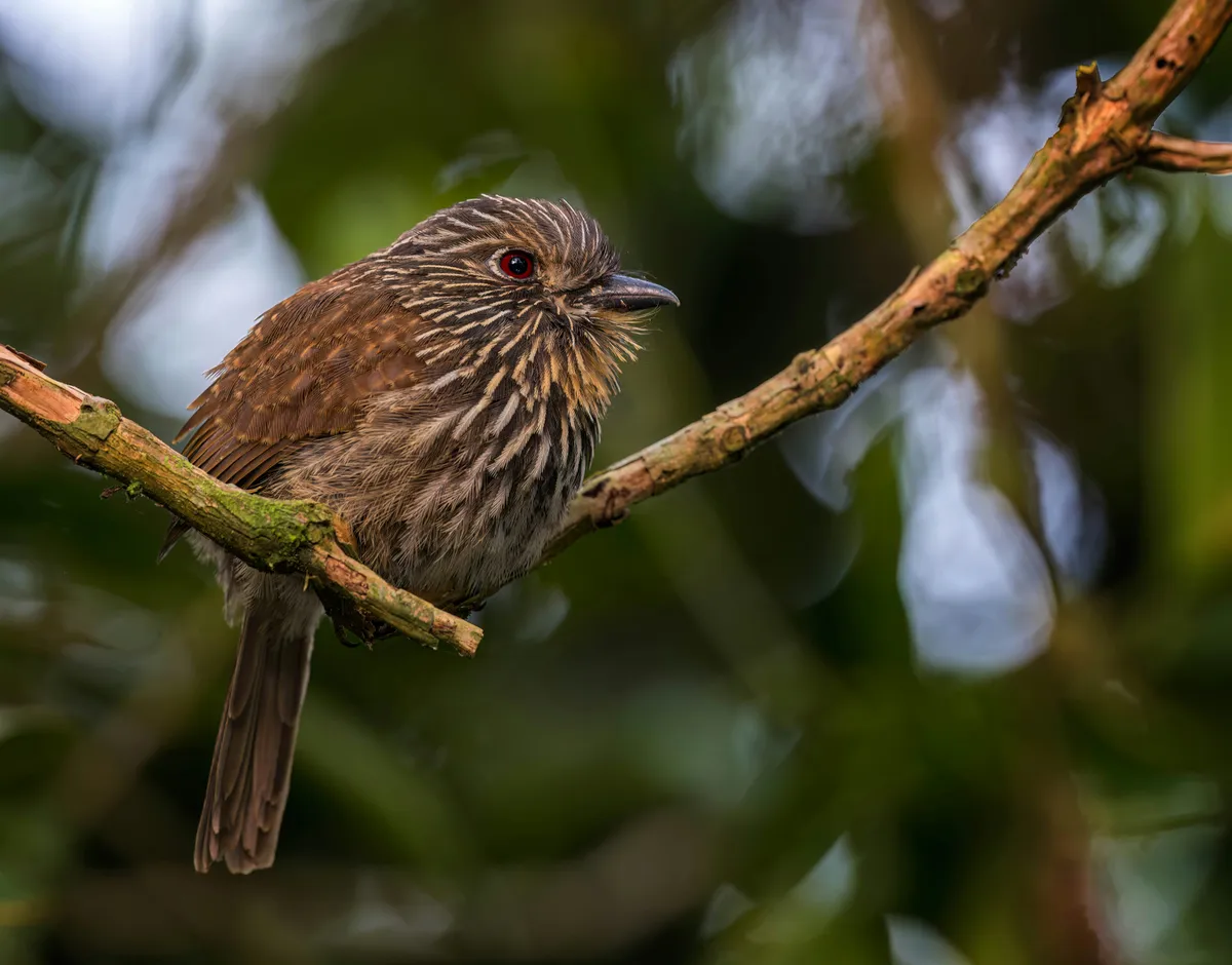 Chestnut, hex #BC5D58
