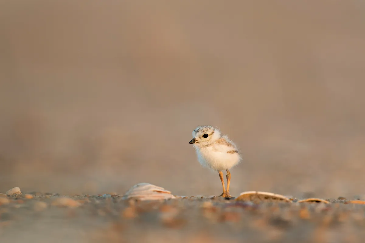Desert Sand, hex #EFCDB8