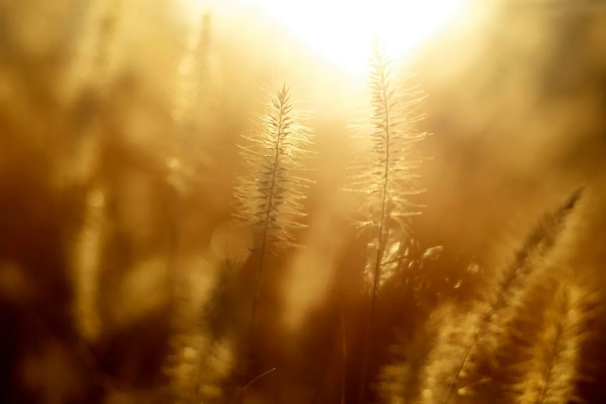 Gold, hex #E7C697