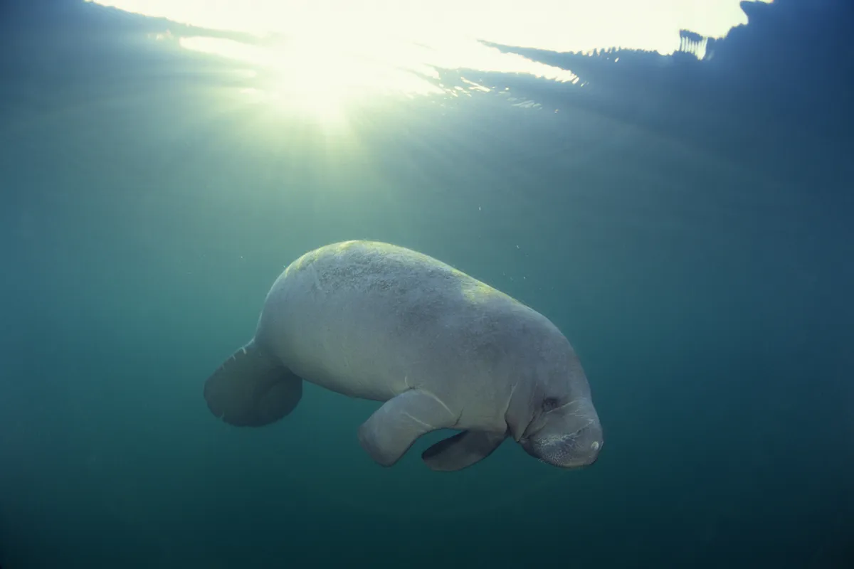 Manatee, hex #979AAA