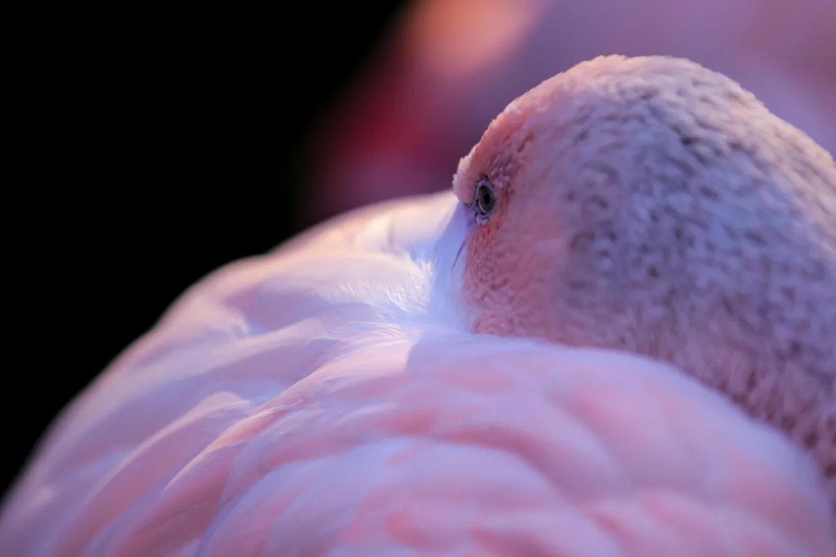 Piggy Pink, hex #FDD7E4