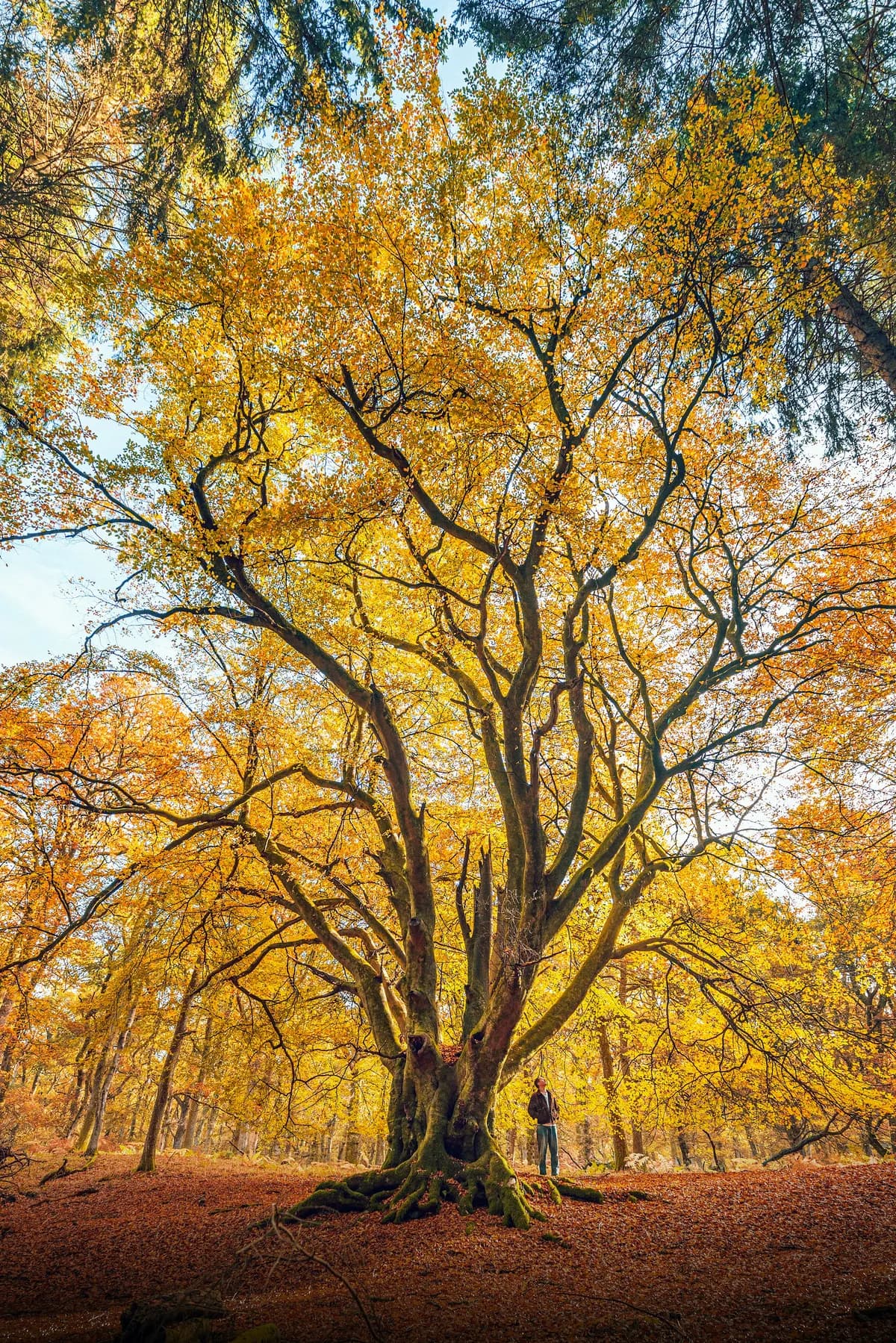 Yellow Orange, hex #FFB653